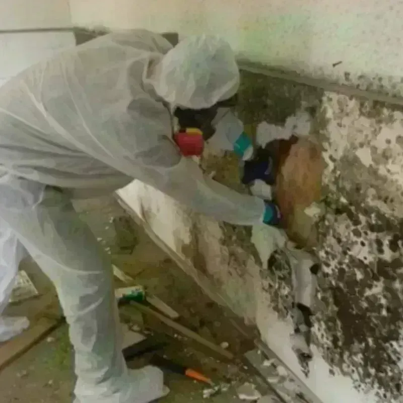 Mold Remediation and Removal in Hugo, OK